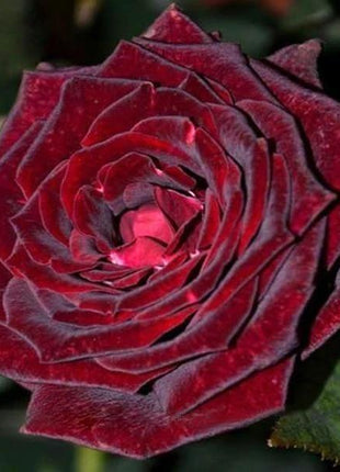 True Blood Black Rose Seeds