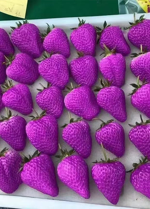 800+ Mix Strawberry Seeds for Planting - Heirloom Non-GMO Red Yellow Blue White Climbing Strawberry