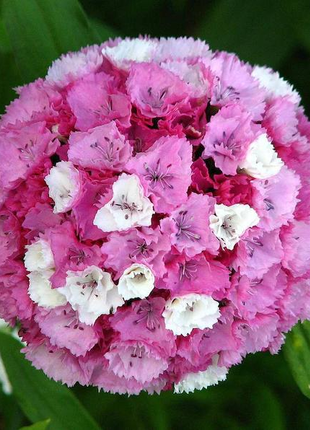 WEE Willie Dwarf SWEET WILLIAM Mixed Colors Dianthus Barbatus Flower Seeds