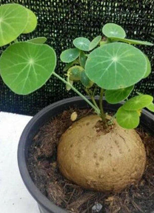 Egrow 50 Pcs/Pack Stephania Erecta Seeds Buib Bonsai Tree for Home Garden Plant