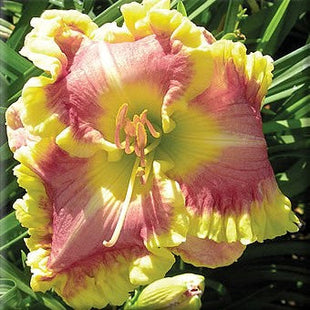 Daylily Hybrid Flowers Seed