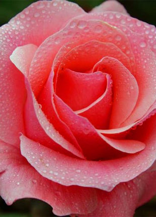 Beautiful Mini Rose Seeds, 100pcs/pack