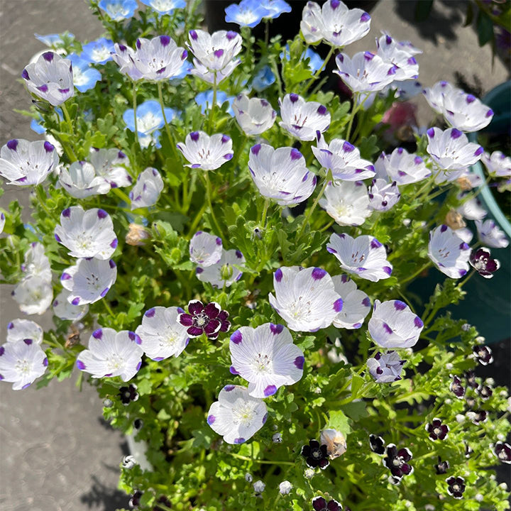 💙Baby-Blue-Eyes Seeds—Sky Color