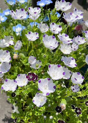 Baby Blue Eyes Seeds