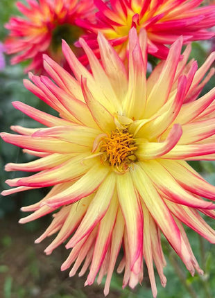 Mixture Dahlia Seeds