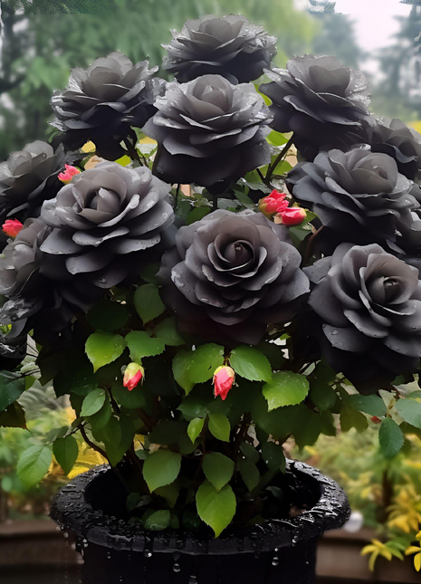 Rare Black Rose Seeds For Home Potted Garden