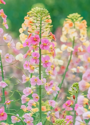 Colorful Rapeseed Flower Seeds