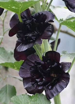 Double Hollyhock Seeds