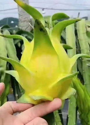 Multi-colored Dragon Fruit Seeds