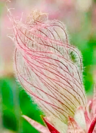 Prairie Smoke Flower Seeds