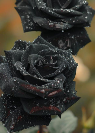 Black Rose Seeds (80-100 Pcs) – Rare & Beautiful Flowers | Romantic & Elegant Garden Decor