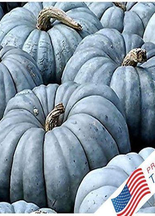 Blue Pumpkin Seeds