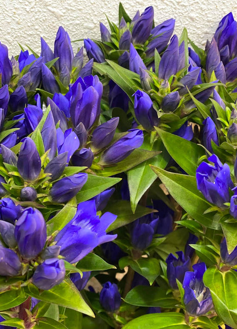 Blue Gentiana Gentiana Acaulis Seeds