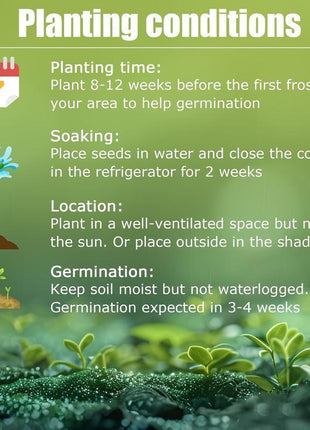 800 Pcs Hosta Seeds | Hardy Green Perennials for Shady Gardens, Easy-Care Borders & Lasting Landscape Beauty