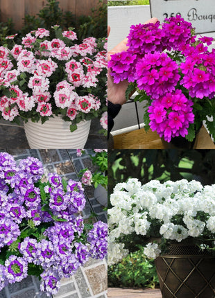 💐Garden Verbena Seeds