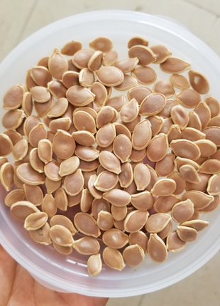 🎃Kabocha Pumpkin Seeds