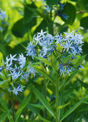 Licorice - A star representative of low-maintenance plants