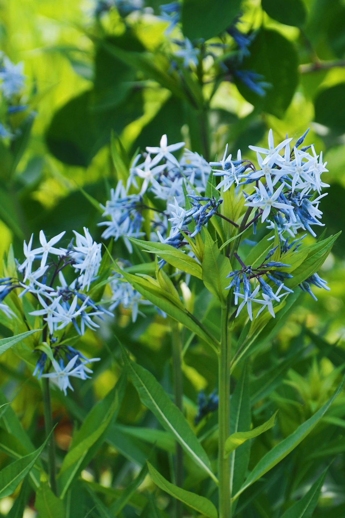 Licorice - A star representative of low-maintenance plants