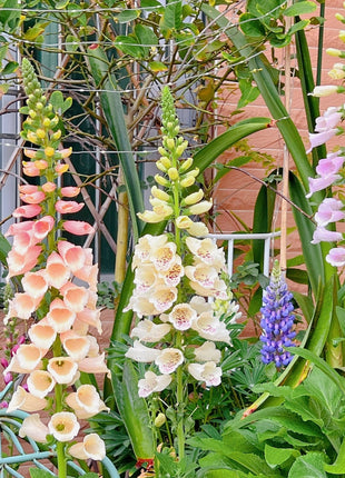 Foxglove Seeds Digitalis Purpurea Seeds