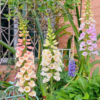 Foxglove Seeds Digitalis Purpurea Seeds