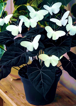 Begonia 'Moonlight Butterfly' 🦋