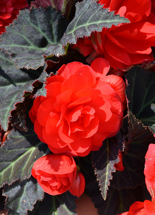 Mocca Cherry Begonia