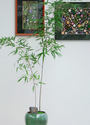 🎋Ornamental Miniature Purple Bamboo——“Lucky Feng Shui Bamboo”