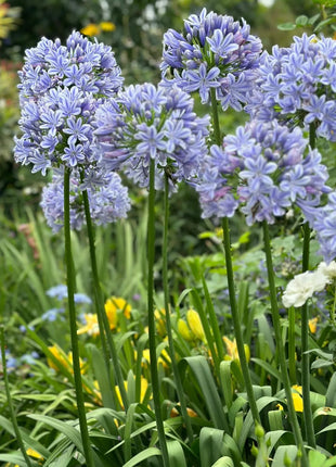 Agapanthus africanus 'Blue'