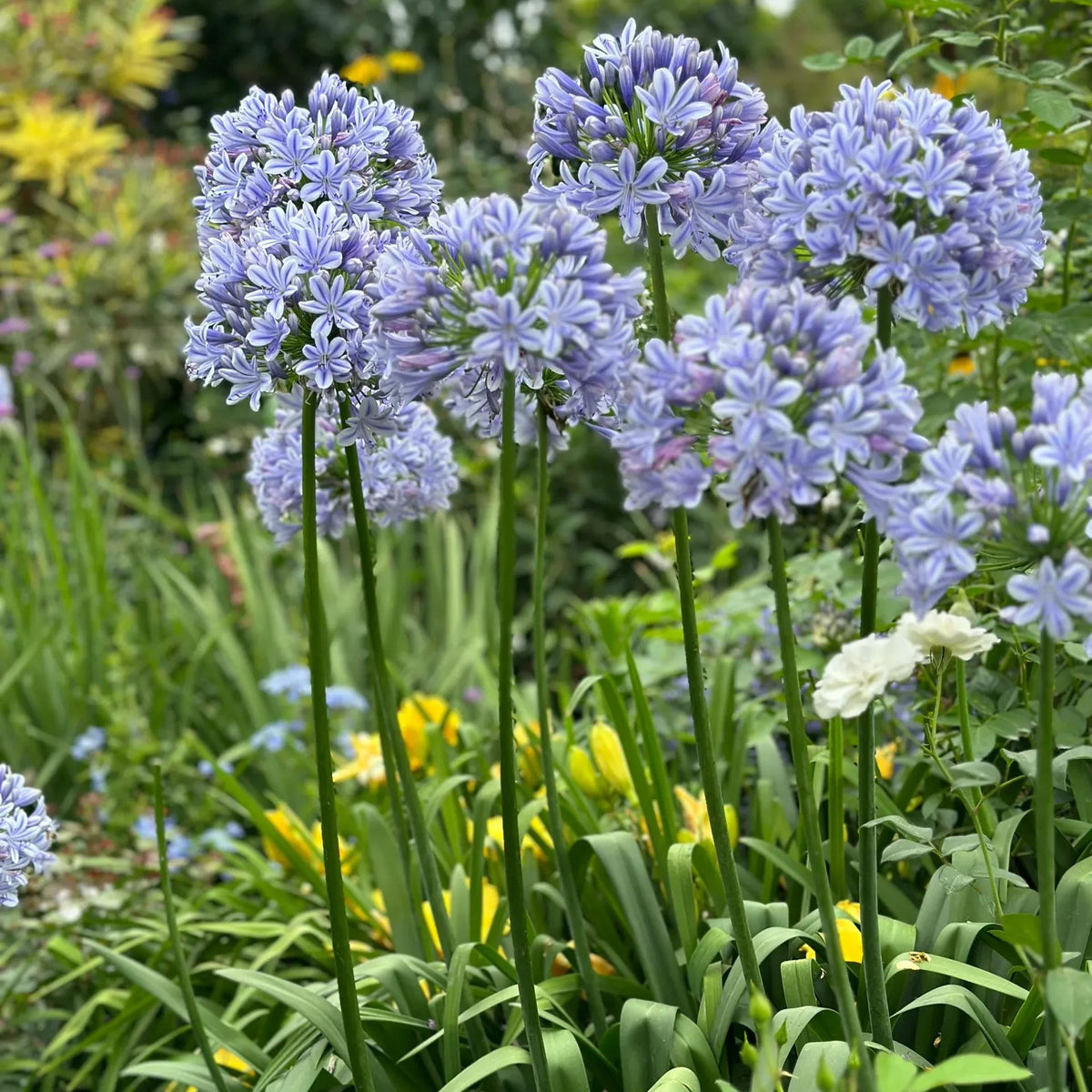 Agapanthus africanus 'Blue'