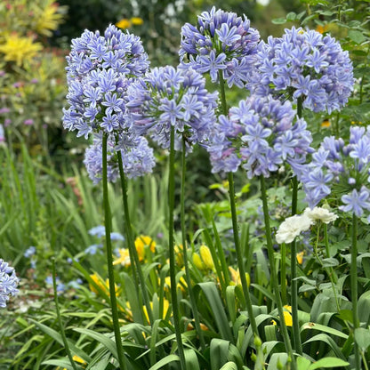 Agapanthus africanus 'Blue'