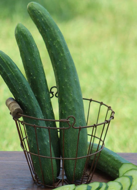 Cucumber Burpless 26 F1