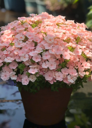 Phlox drummondii 'Ethnie Salmon'
