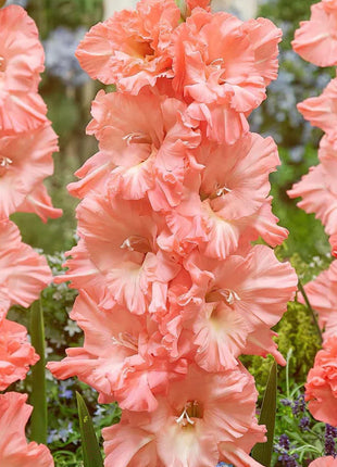 Gladiolus Flower