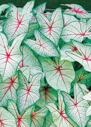 50pcs/Bag Coleus Bonsai Flower Leaf Plants Rainbow Dragon Seeds Garden