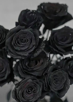 Rare Black Rose Seeds