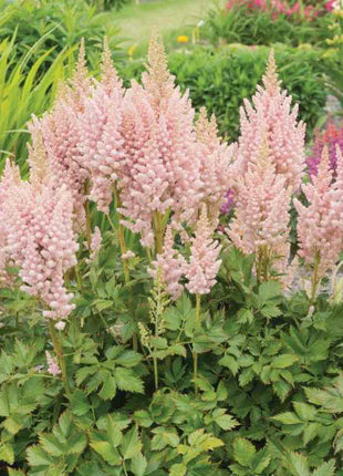 Astilbe chinensis 'Vision Inferno' (Chinese Astilbe)