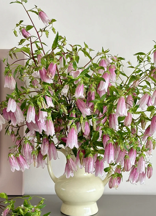 Spotted Bellflower Seeds