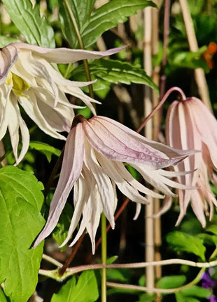 Clematis Macropetala