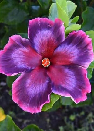 Mixed Giant Ombre Hibiscus Exotic Coral Flowers Seeds