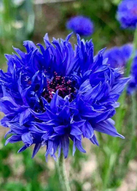 Cornflower Mixed Seeds