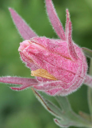 Prairie Smoke Flower Seeds