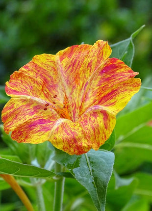 Marvel of Peru Four O' Clock Seeds | Garden Flower Broken Color Changing Transform Pink Rainbow Plant Leaf Seed 2022 Season Fast Shipping