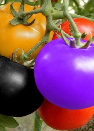 Rainbow Tomato Seeds