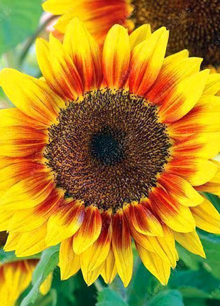 40pcs Dwarf Sunflower Seeds Rare Flower Seeds