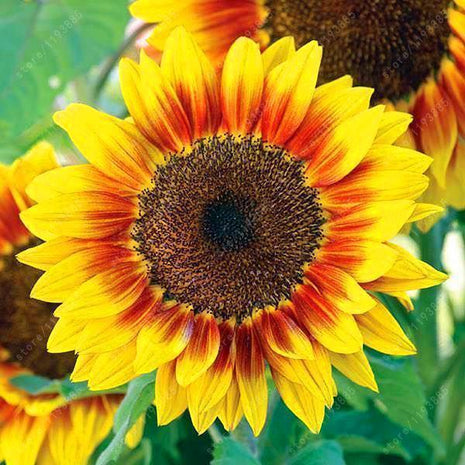 40pcs Dwarf Sunflower Seeds Rare Flower Seeds