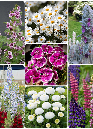 First Year Flowering Perennial Wildflower Seed Mix