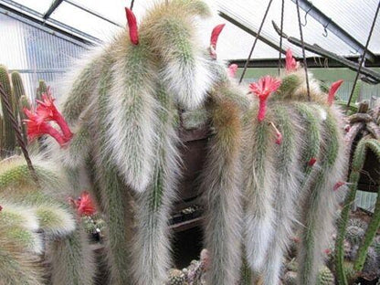 50Pcs Hildewintera Colademononis * Stunning Monkey Tail Cactus