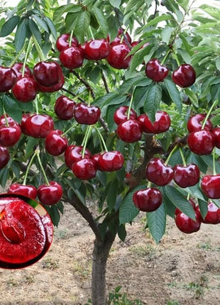 🍒Rainier Cherry Fruit Seeds(🌿99% Germination)