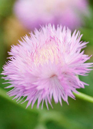 CORNFLOWER SEEDS - IMPERIALIS MIX