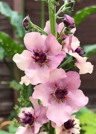Verbascum Southern Charm Mixed